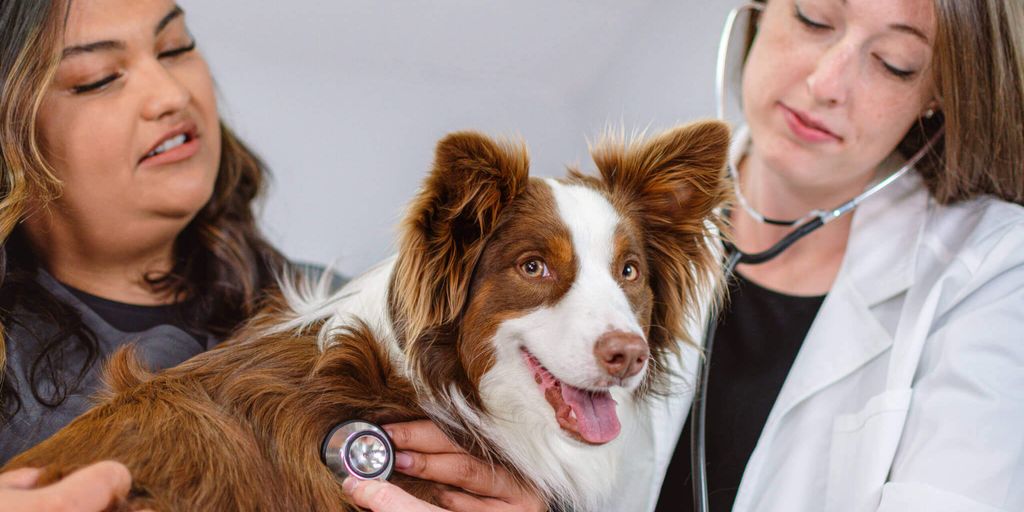 veterinarian with pets