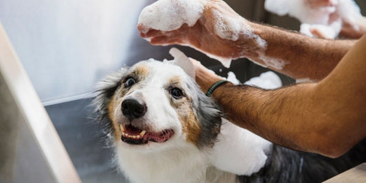 dog shampoo