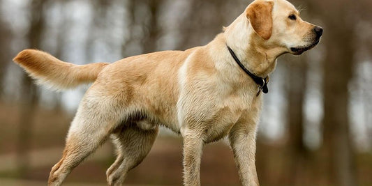 vet clinic price list