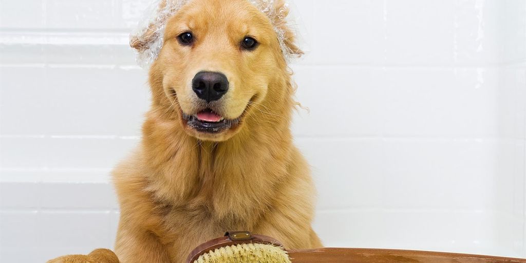 dog being bathed with antifungal shampoo