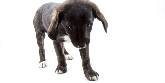 puppy veterinary checkup with veterinarian
