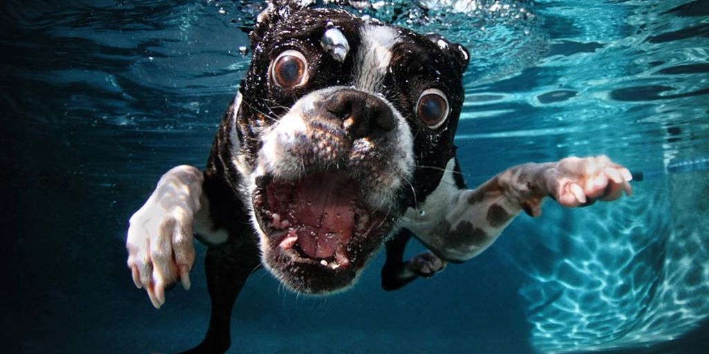 dog drinking water with dental additive