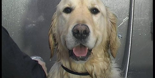 dog grooming