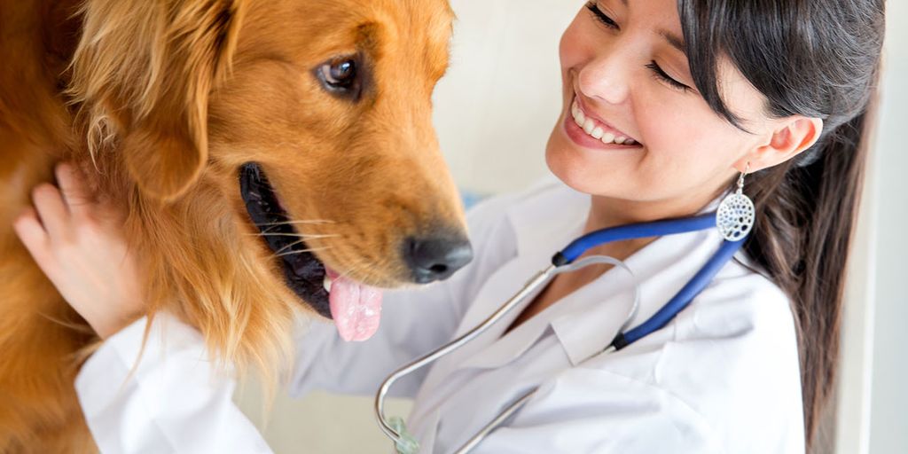 veterinarian examining a happy dog in a clinic