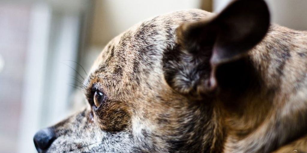 affordable vet clinic