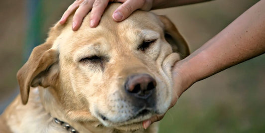 dog being cleaned with chlorhexidine wipes