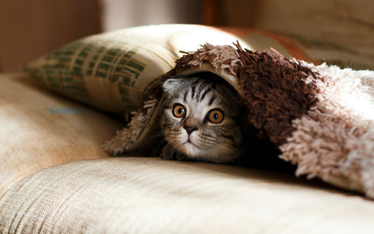 Budget-Friendly Pet Care: How to Find Affordable Vet Services