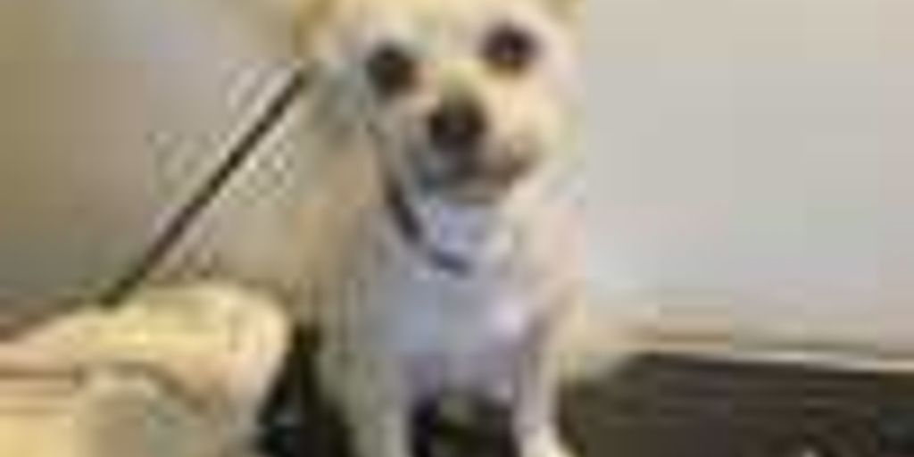 vet grooming services