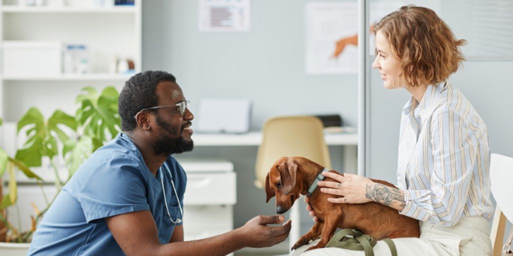 older dog at a veterinary clinic