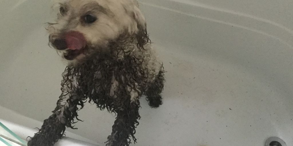 oatmeal dog shampoo with happy dog being bathed