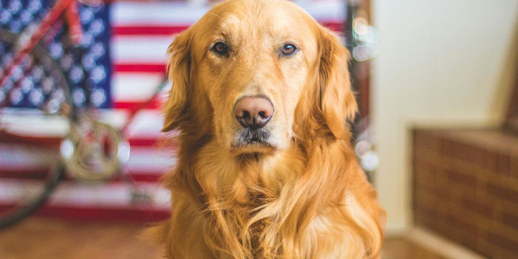 selective focus photography of golden Labrador retriever