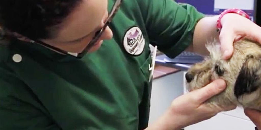 veterinarian with pet