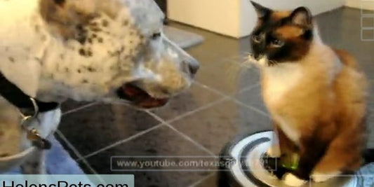 dog being cleaned with chlorhexidine wipes by owner