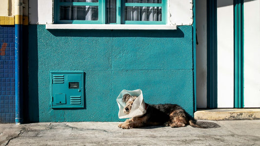 Specialized Care for Your Tiny Companions: Choosing the Best Small Pets Veterinarian