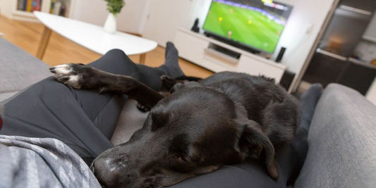 dog sleeping peacefully with melatonin treats
