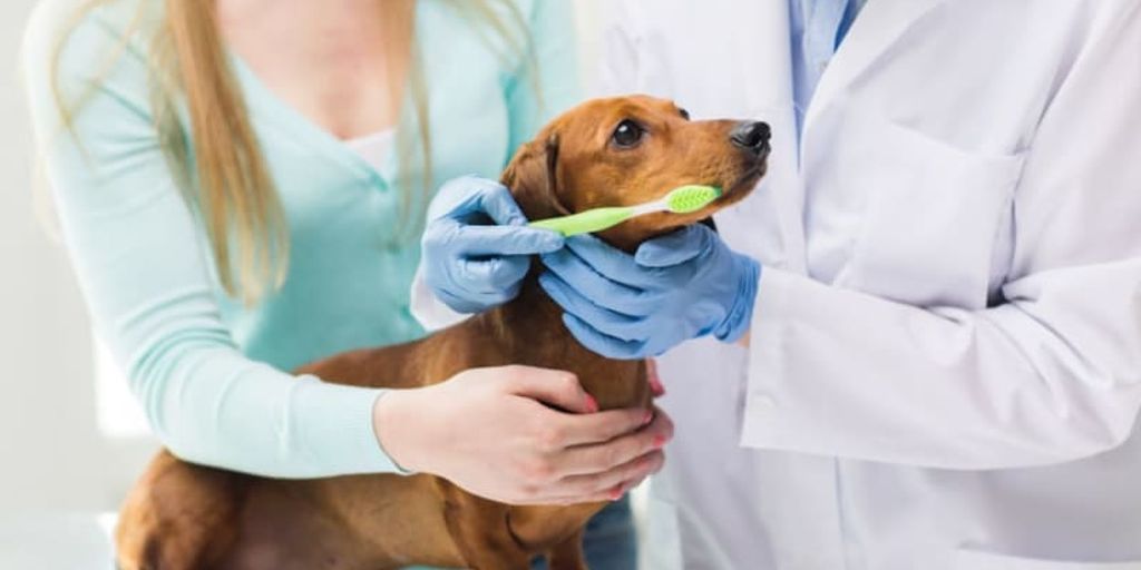 senior dog veterinary care