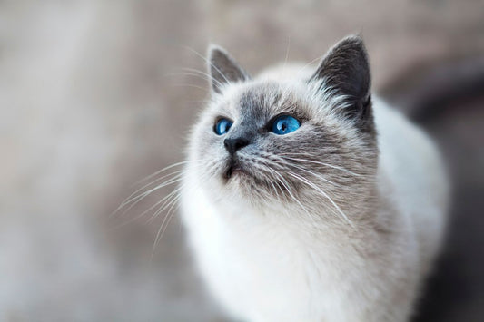 Feline Oral Health on a Budget: Options for Low Cost Cat Dental Care