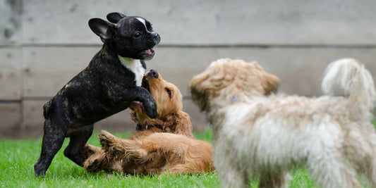 cats and dogs playing together in a sunny park