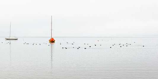 birds on body of water during daytime