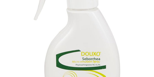 dog with chlorhexidine wipes