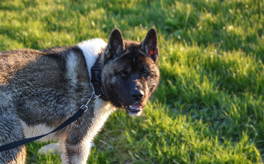 Unleashing Joy: Why Pets Truly Are Humanity's Best Friend