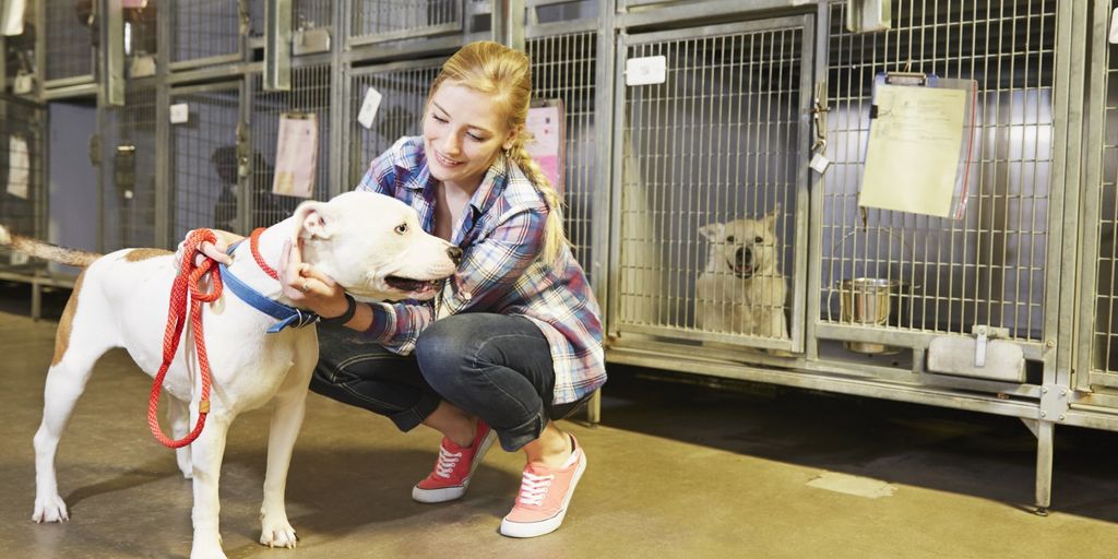 Top Veterinarians with Wellness Plans Near Me Pet Health Pros