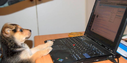 dog using chlorhexidine wipes