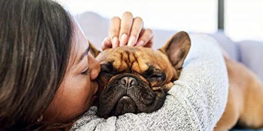 dog anal gland supplement