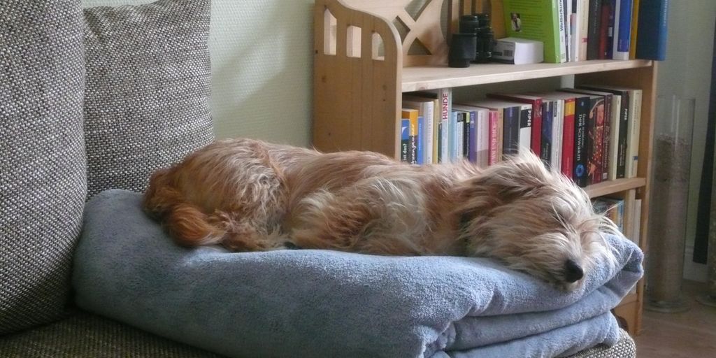 dog chewing furniture