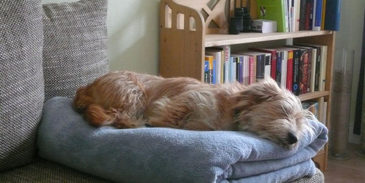 dog chewing furniture