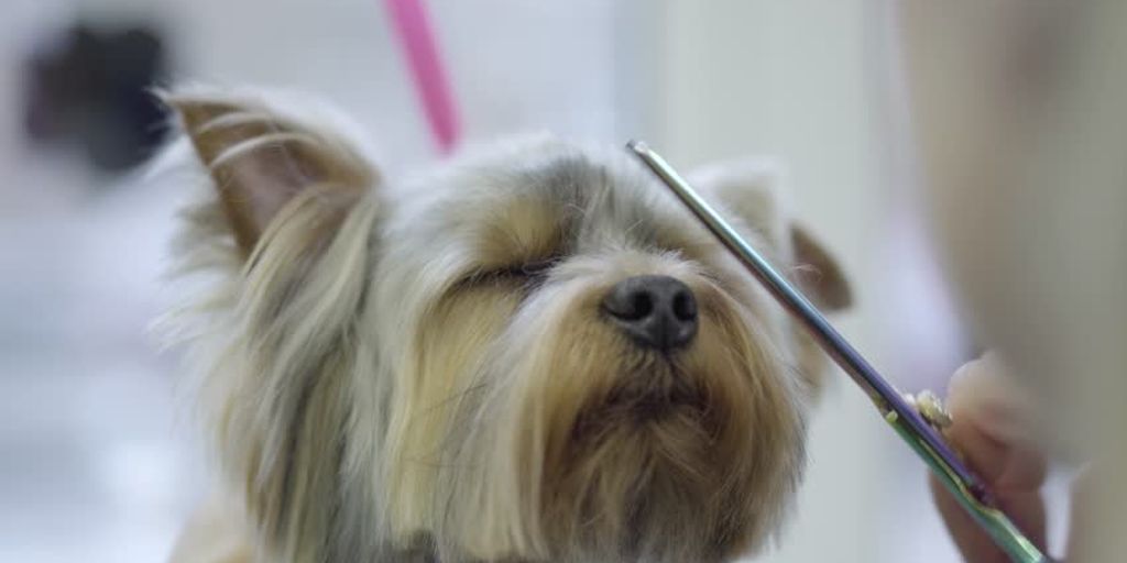 veterinarian grooming dog
