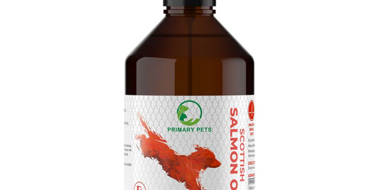 dog with fish oil