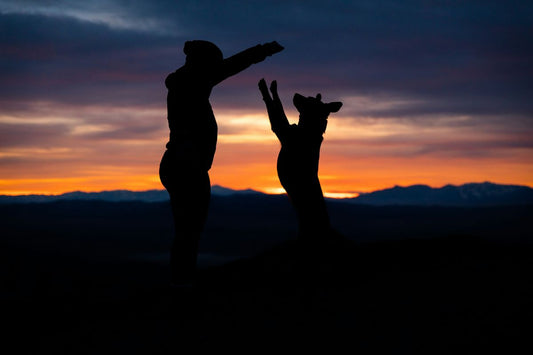 Celebrating the Unbreakable Bond: Why Pets Are Our Best Friends