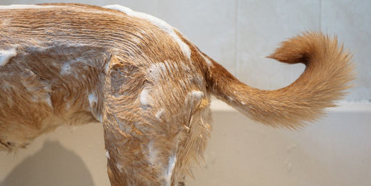 a brown dog standing next to a bath tub filled with water