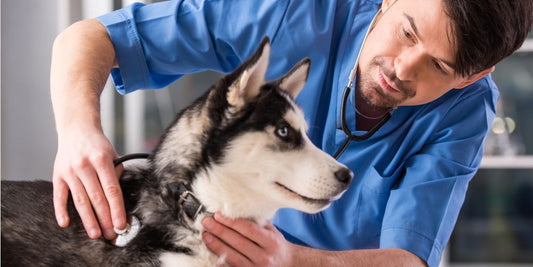 small pet vet consultation room with veterinarian examining a pet