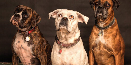 dog looking guilty with chewed up shoes