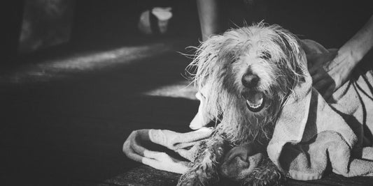 white dog being bathed with shampoo