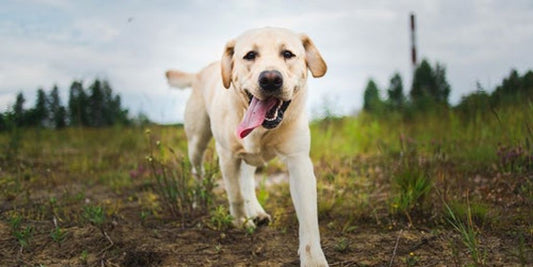 happy dog with fresh scent in a park