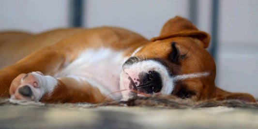 puppy veterinary checkup