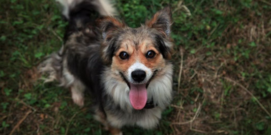 happy dog getting a bath with antifungal shampoo
