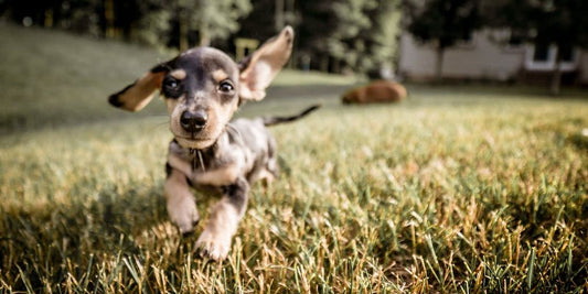 happy dog running in a park