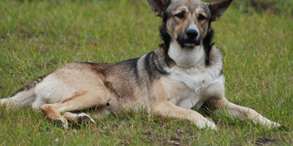 dog with hemp chews