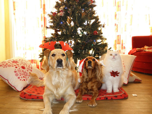 Bringing Care Home: The Rise of Home Pet Vet Services
