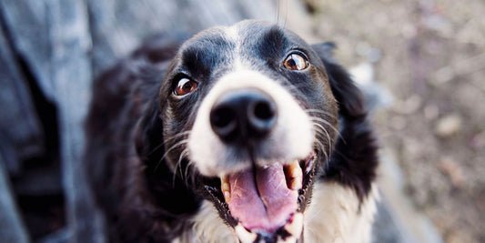 veterinarian clinic with pets and happy owners