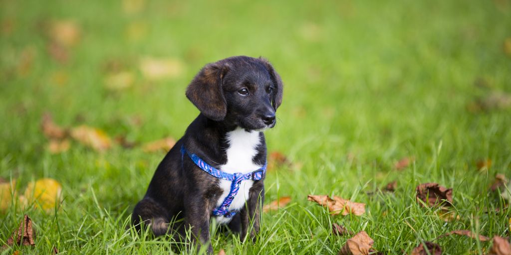 happy puppy playing in a sunny park