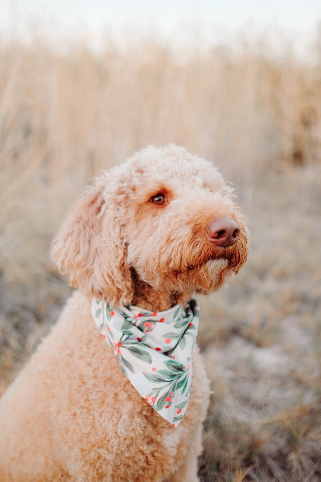 Goldendoodle Puppies: The Ultimate Guide