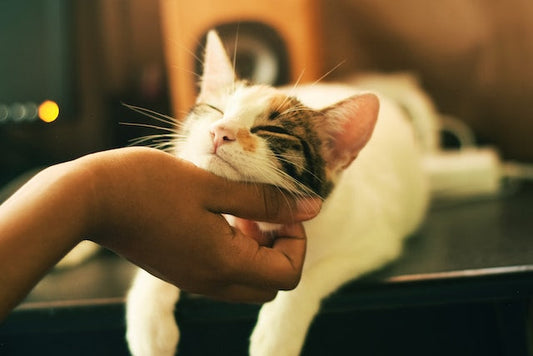 Cat grooming itself, potentially creating a hairball.