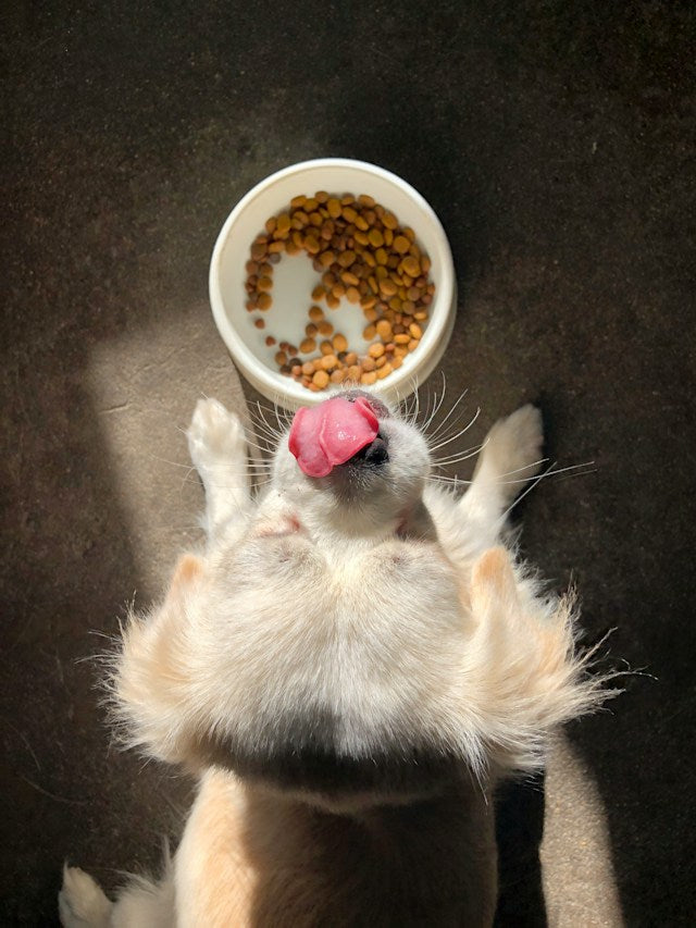 Best Food Options for Dogs with Allergies
